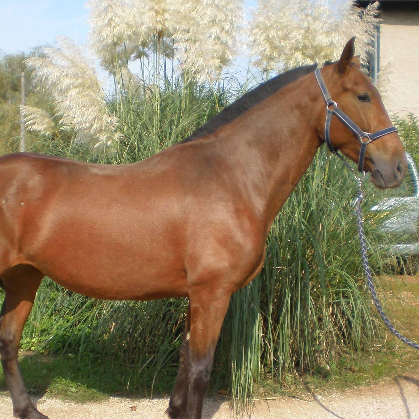 poulinière pre